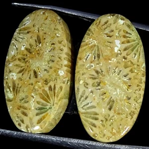 17.00 Cts Oval Fossilized Coral Cabochon Pair Meditation Natural 11X21X3MM - Picture 1 of 6