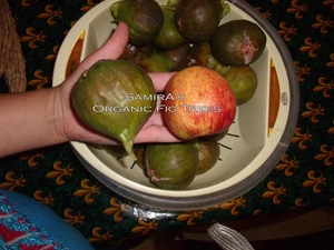 ORGANIC Fig Tree Moroccan 1 X Cuttings Brown Large Red Flesh GROW YOUR OWN FIGS - Picture 1 of 12