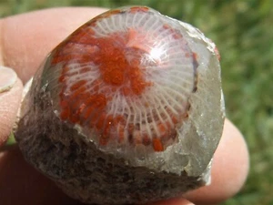 DIG-N-UTAH: POLISHED RED HORN CORAL DISPLAY CAB UTAH # J 745 - Imagen 1 de 3