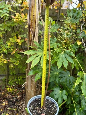 Paulownia Fortunei Foxglove tree, Empress tree approximately 40/50cm - Image 1 of 3
