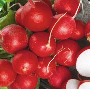 RADISH Cherry Belle 200 Seeds Red Radish HEIRLOOM GMO Free Autumn Winter Spring - Picture 1 of 4