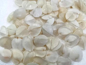 Corculum Cardissa 30-40 mm F+++/GEM  gorgeous set of 100  pcs HEART collection - Picture 1 of 5