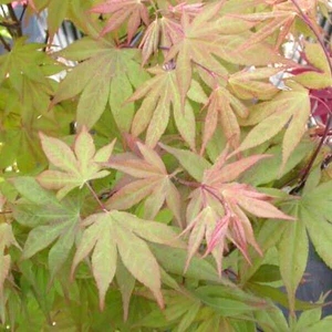 15 KURABEYAMA JAPANESE MAPLE SEEDS - Acer palmatum 'Kurabe Yama' - Picture 1 of 6