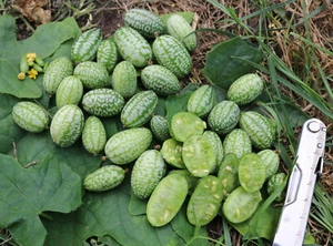 Minigurke "Melothria", Demeter BIO-Saatgut, üppig rankend, 12 Korn - Bild 1 von 4