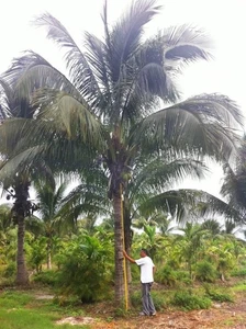 Pacific Tall Coconut Seed – Exotic Tropical Palm Tree Seed for Indoor Growing - Picture 1 of 4