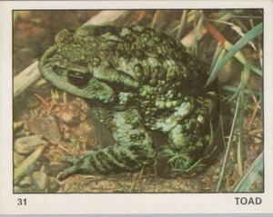 Top Sellers Card - Animals of The World - Card No 31 - Toad - Picture 1 of 2