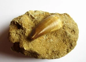 Mosasaur fossil Tooth in matrix Cretaceous age Morocco fossils and Fish Vertebra - Afbeelding 1 van 4