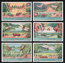 Water Insects Cards Set Liebig 1937 Beetles Pond Life Dragonfly Cadis Pond Life
