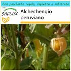 SAFLAX Confezione regalo - Alchechengio peruviano - 100 semi - Physalis