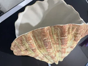 Vintage Sea Shell In Enameled Plaster. 16 Inches By 10 Inches - Picture 1 of 5
