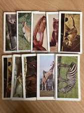 Wild Animals - Horniman's Tea Cards - Pick Your Cards