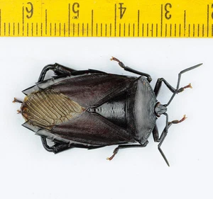 HEMIPTERA BUG - Gopeng - MALAYSIA - 2705 - Picture 1 of 1