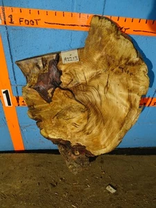 A2213 1 1/8" DICK - Hemlock Wurzelholz Live Edge Platte rustikales Regal - OFENGETROCKNET - Bild 1 von 2