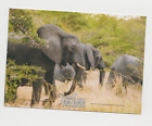 ÉLÉPHANT : Tanzanie carte postale éléphants mâles entendus - Parc national Saadani Afrique