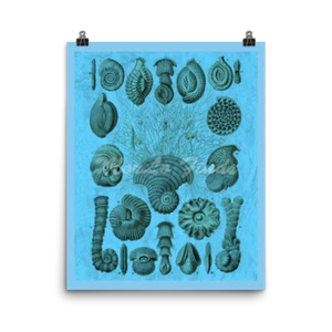 Ernst Haeckel ArtForms in Nature, Thalamophora. Biology Science Art Print 16x20 - Picture 1 of 1