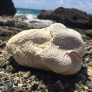 Natürliches seltenes karibisches weißes Korallenfossil, Ozeansalzwasser, Aquariumdekor - Bild 1 von 10