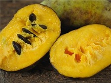 PRE-Order Pawpaw, Premium Giant Mix (5 seeds) (GR232)