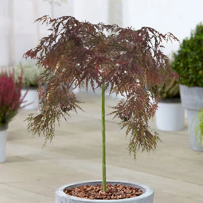 Acer Inaba Shidare Tree | Vibrant Japanese Maple Potted Trees for Small Gardens - Image 1 of 4