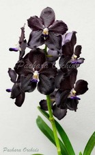 VANDA  ORCHIDEE  DR.ANEK  X  MIMI  PALMER  MIDNIGHT  SER.  BLÜHFÄHIG   