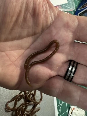 SUPER FLAVOUR INFUSED EARTH WORM 15 Per Pack, Tench, Bream, Fake Bait. — 第 1/4 张图片