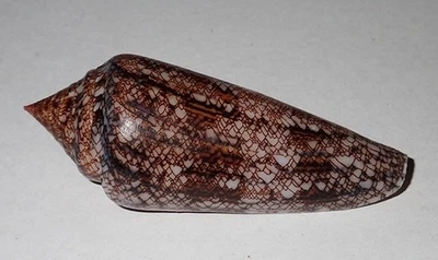 66 mm GREAT PATTERN RARE Conus Gloriamaris Cone Seashell AK6 From Sumbawa Island - Image 1 of 4