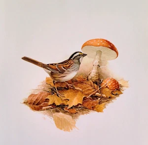 Plato de libro con impresión artística vintage de gorrión garganta blanca pájaros J F Lansdowne 110 - Imagen 1 de 3