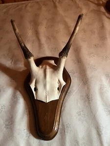 SCHÄDELECHTE  HIRSCH SPIESSER  ca 40 Cm Ges. - Bild 1 von 4