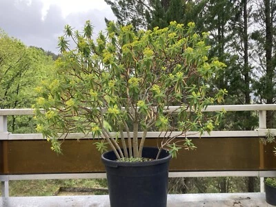 Euphorbia Dendroides 10 Graines Seeds SAMEN Caudex Pachycaule bonsai - Photo 1/2