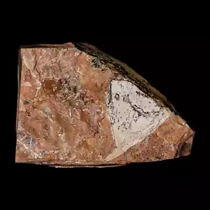 1.7" Detailed Ginkgo Cranei Fossil Plant Leaf Morton County, ND Paleocene Age - Picture 1 of 7