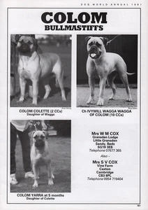 BULLMASTIFF DOG BREED KENNEL ADVERT PRINT PAGE COLOM KENNELS DOG WORLD 1991 - Picture 1 of 1