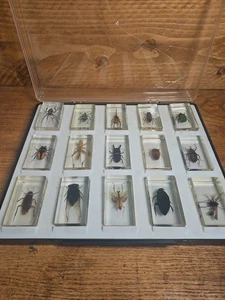 Juego de insectos en resina acrílica vintage escarabajos arañas etc. - Imagen 1 de 10