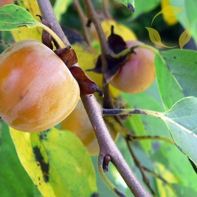 PERSIMMON Diospyros Virginiana - 10+ SEEDS - Image 1 of 4