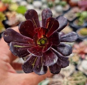Aeonium "super bang" 6.5 cm. Pot rare Succulent Cactus Echeveria Haworthia - Imagen 1 de 2