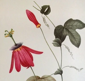 P. J. Redoute Flowers PASSIFLORA RACEMOSA Botanical Art Print Book Plate 92 - Picture 1 of 2