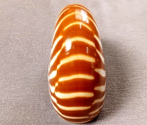 Chamber nautilus pompillius 100mm SMALL 4 inch ,special CHOCO-BROWN pattern - Picture 1 of 12