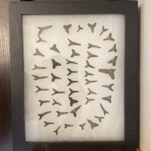 CASE OF EOCENE SANDTIGER SHARK TEETH (CASE INCLUDED) - Picture 1 of 2