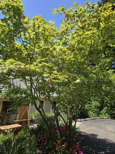 Acer japonicum, Japanese Maple - Dancing Peacock Tree - 10 Fresh Seeds - Picture 1 of 10