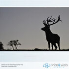 Silhouette Shadow of a Red Deer Stag Wall Decorative Mural Wallpaper Wall Paper