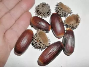 12 GHIANDE DI QUERCIA SUGHERO - Quercus suber - Foto 1 di 8