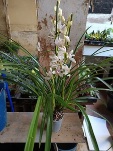 Cymbidium Orchid VARIETY 3 Plant Large 50cm - Picture 1 of 3