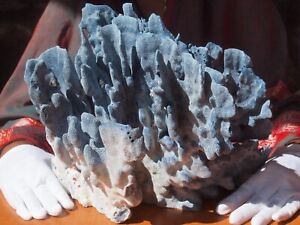Large Natural Blue Ridge Ocean Coral from the Solomon Islands