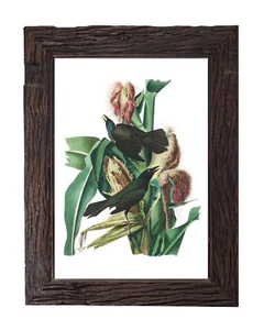 Vintage Crow Bird Art Print Audubon Illustration Retro Home Decor 5x7 Wall Art - Picture 1 of 2