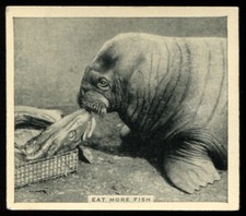 Tobacco Card, Godfrey Phillips, OUR FAVOURITES, 1935, Eat More Fish, #47