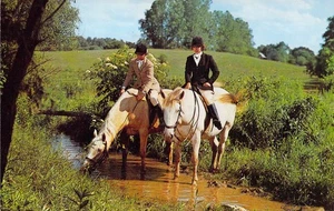 1961 Englische Reiter @ Stream Palomino & Dun Pferde schöne Postkarte N66 - Bild 1 von 2