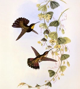 John Gould ST. DOMINGO MANGO Kolibris Vintage Kunstdruck Exlibris 79 - Bild 1 von 4