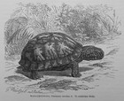 Dosenschildkröte Terrapene carolina  Holzstich 1912 Schildkröte  G. Mützel 
