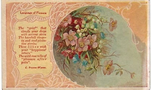 Linguaggio dei fiori gigli lepre rosa selvatica A/S Melville 1910 - Foto 1 di 2