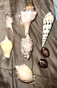 Hawaiian Seashells Large From Kauai - Picture 1 of 5