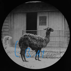 FOTOGRAFÍA ANTIGUA VICTORIANA A LAMA LONDON ZOO C1878 Magic Lantern Slide - Imagen 1 de 5