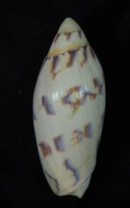 VOLUTA AMORIA MACULATA TOP - Bild 1 von 2
